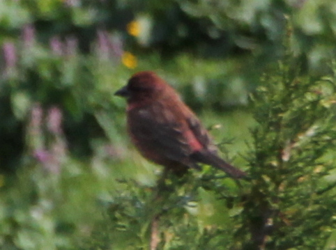 Red-mantled Rosefinch