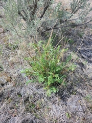 Astragalus eremiticus