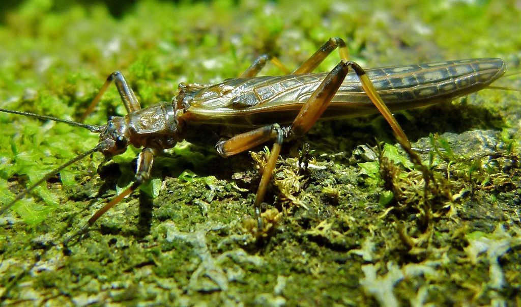 Zelandoperla fenestrata