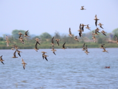 Charadrius asiaticus