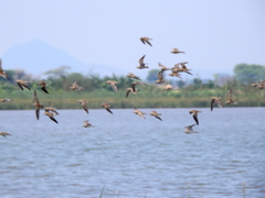 Charadrius asiaticus
