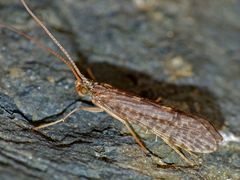 A brownish caddisfly on a rock