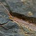 Marine Caddisflies - Photo (c) Steve Kerr, some rights reserved (CC BY), uploaded by Steve Kerr