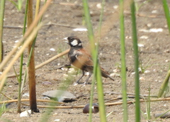 Eremopterix leucotis