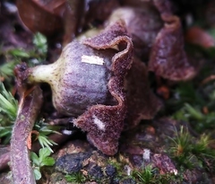 Asarum ampulliflorum