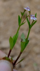 Lindernia parviflora