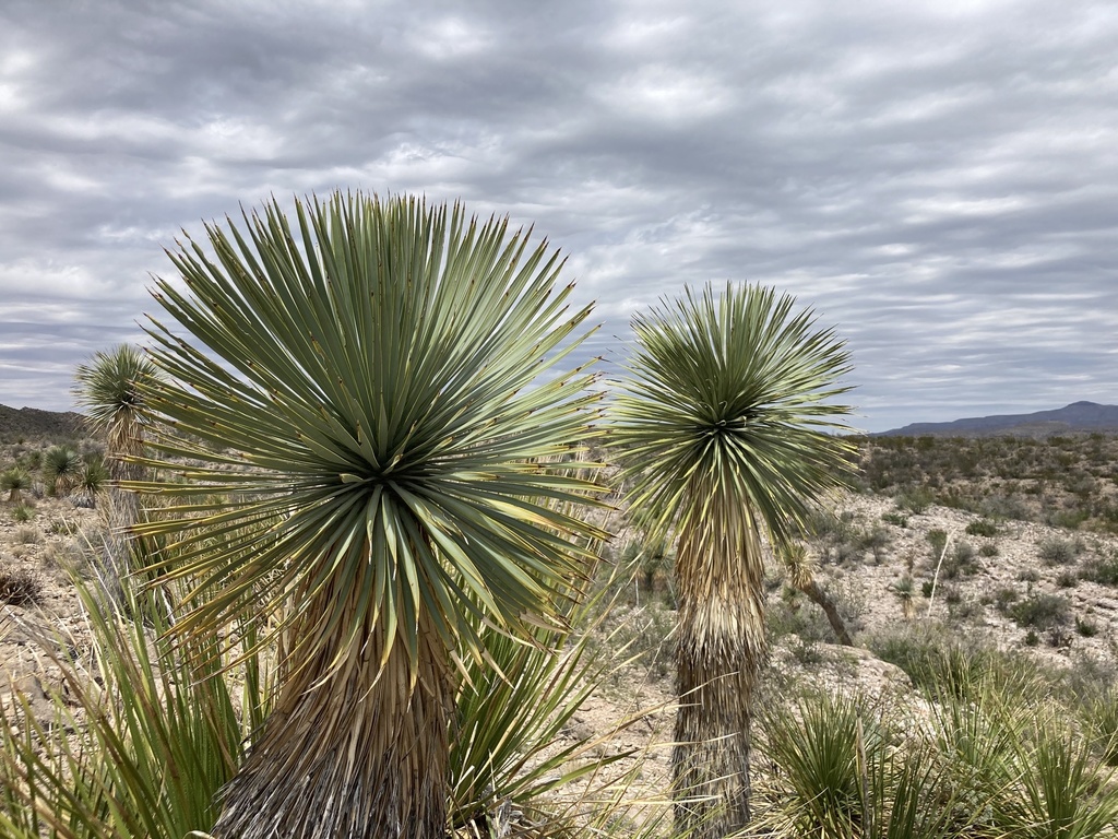 Thompson's Yucca