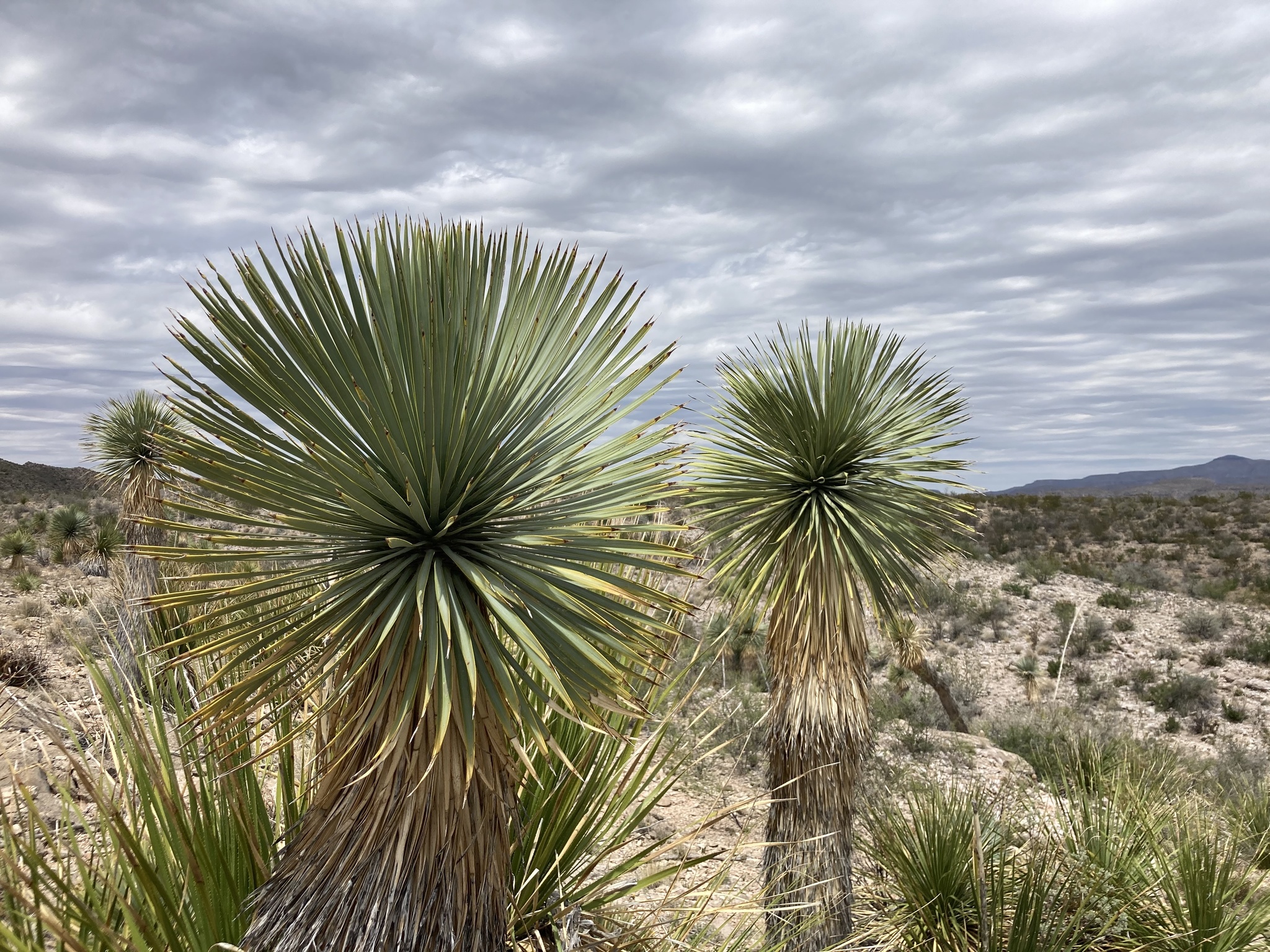 Yucca thompsoniana