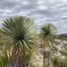 Yucca thompsoniana - Photo (c) rpmundo,  זכויות יוצרים חלקיות (CC BY-NC), הועלה על ידי rpmundo