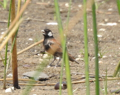 Eremopterix leucotis