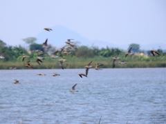 Charadrius asiaticus