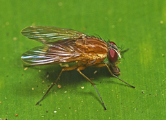 Dichaetomyia norrisi
