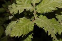 Quercus ithaburensis macrolepis