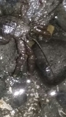 Pagurus hirsutiusculus