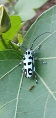 Paraglenea swinhoei