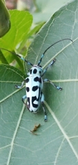 Paraglenea swinhoei