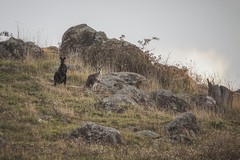 Osphranter robustus robustus