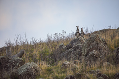 Osphranter robustus robustus