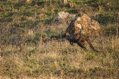 Osphranter robustus robustus