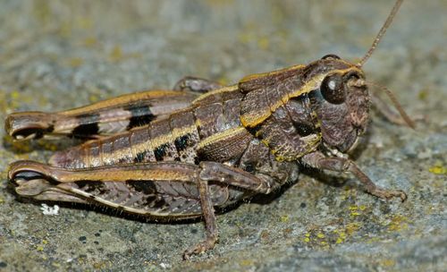 Sigaus australis photo 3