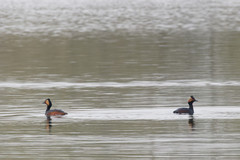 Podiceps nigricollis