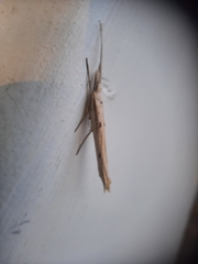 Ypsolopha mucronella