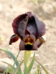 Iris atrofusca