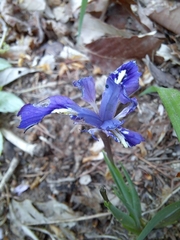 Iris rossii