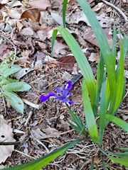 Iris rossii