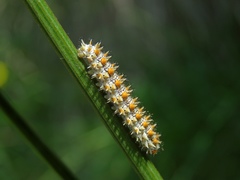 Melitaea didyma