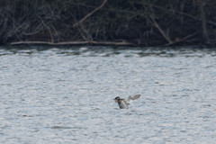 Podiceps grisegena