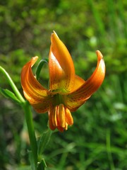 Lilium carniolicum