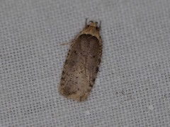 Agonopterix canadensis