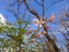 Prunus