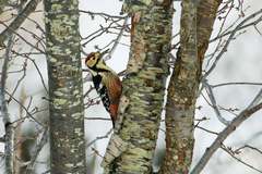 Dendrocopos leucotos stejnegeri