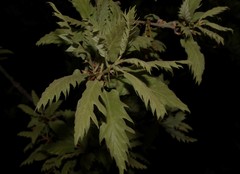 Quercus ithaburensis macrolepis