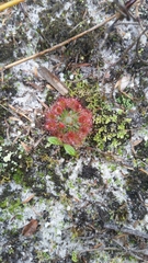 Drosera roseana