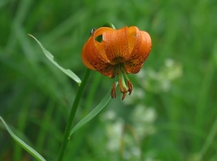 Lilium carniolicum