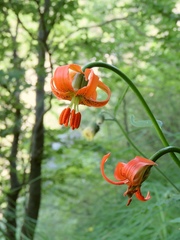 Lilium carniolicum