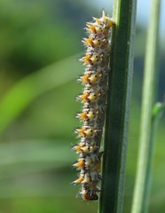Melitaea didyma