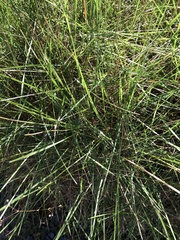 Triodia stenostachya