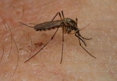 Aedes sticticus