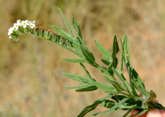 Heliotropium steudneri