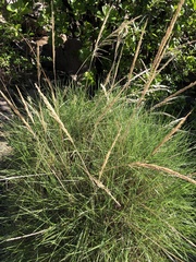 Triodia stenostachya