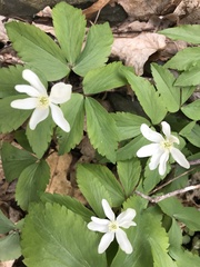 Anemonoides quinquefolia