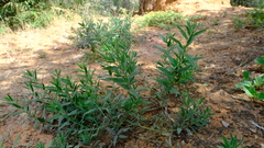 Heliotropium steudneri