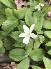 Anemonoides quinquefolia