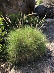 Triodia stenostachya