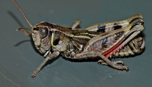 Sigaus australis photo 5