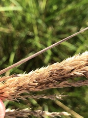 Triodia stenostachya